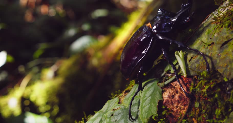 Closeup shot of a rhinoceros beetle navigating the Amazon rainforest environment.
