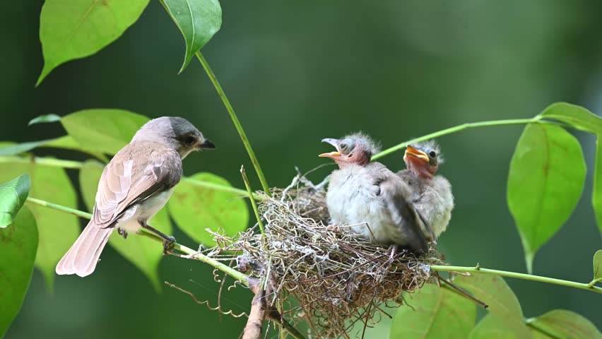 two baby Rufous whistler or pachycephala rufientris birds open their mouths waiting for the food brought by their parents
