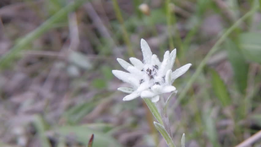 edelweiss flower on mountain background
