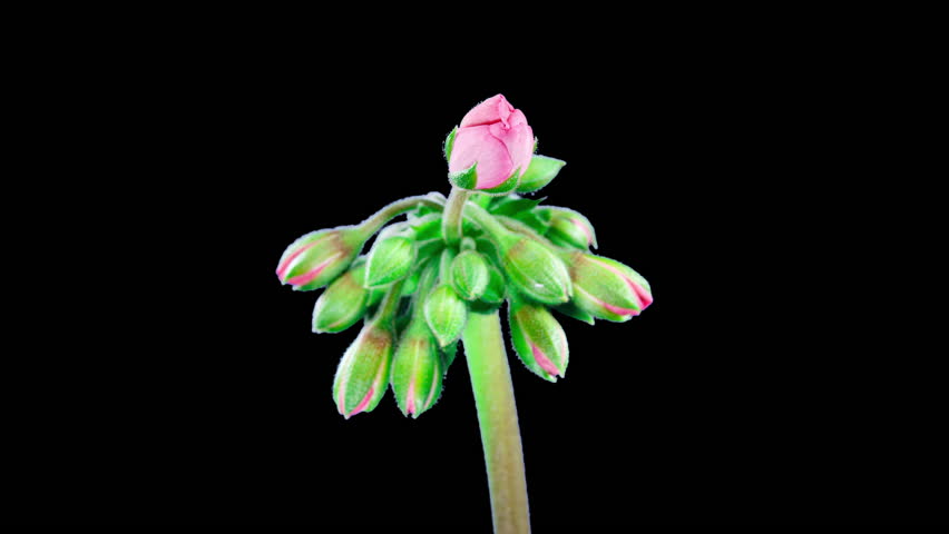 Pink Pelargonium Flowers Blooming in Time Lapse on a Green Leaves Background. Beautiful Neon Geranium Blossoms with Alpha Matte Channel
