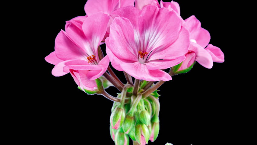 Pink Pelargonium Flowers Blooming in Time Lapse on a Green Leaves Background. Beautiful Neon Geranium Blossoms with Alpha Matte Channel