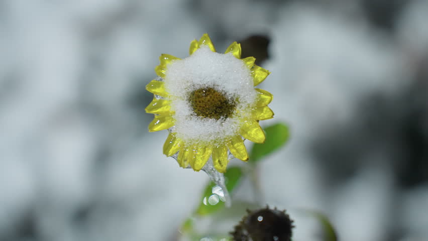 Close-up of snow-covered sunflower with a thick layer of snow on its petals, showcasing winter nature with soft blurred background and winter ambiance