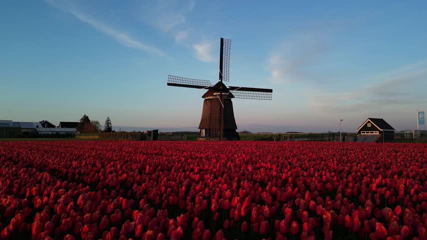 Aerial view of vibrant tulip fields with a picturesque windmill under a colorful sunset, North Holland, Netherlands.