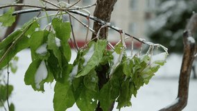 Close-up of green leaves on shrub covered in snow and ice, highlighting frozen texture of ice formations on leaf edges, set against blurred winter backdrop with faint view of building in distance - Powered by Shutterstock - Get 15% off with code: PIKWIZARD15