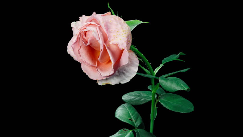 Timelapse of Orange Rose Wilting Big Flower on Black Background with Alpha Matte Channel