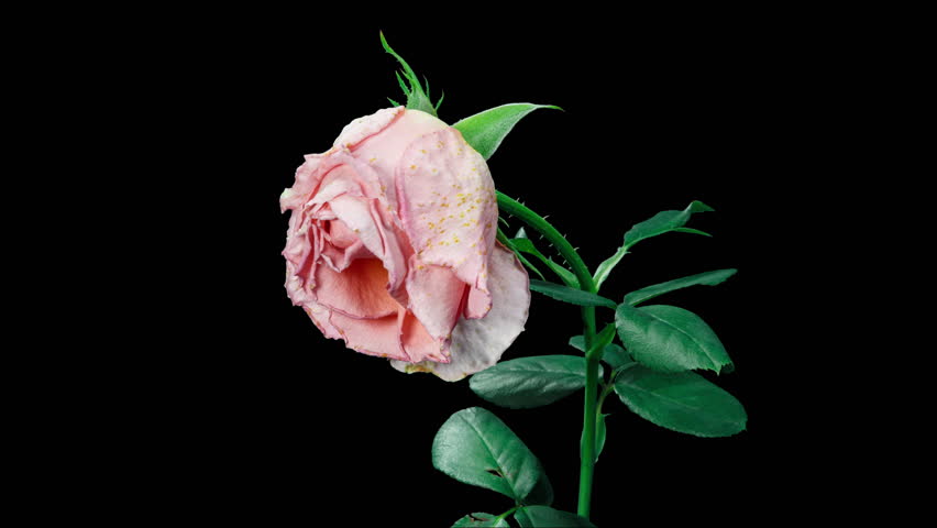 Timelapse of Orange Rose Wilting Big Flower on Black Background with Alpha Matte Channel