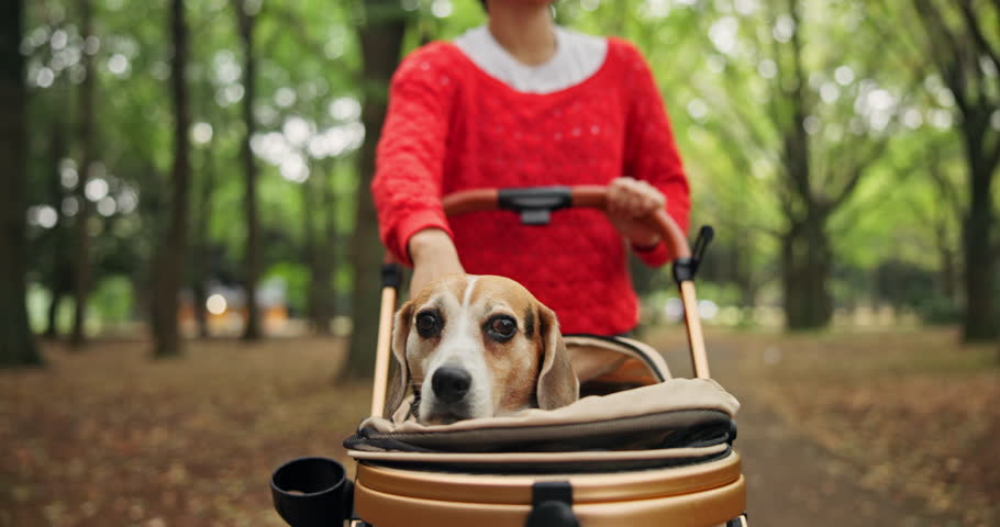Japanese woman, dog and park with stroller, friendship and bonding for wellness and travel with journey. Asian person, puppy and pet care with walk, fresh air and outdoor path in nature for training