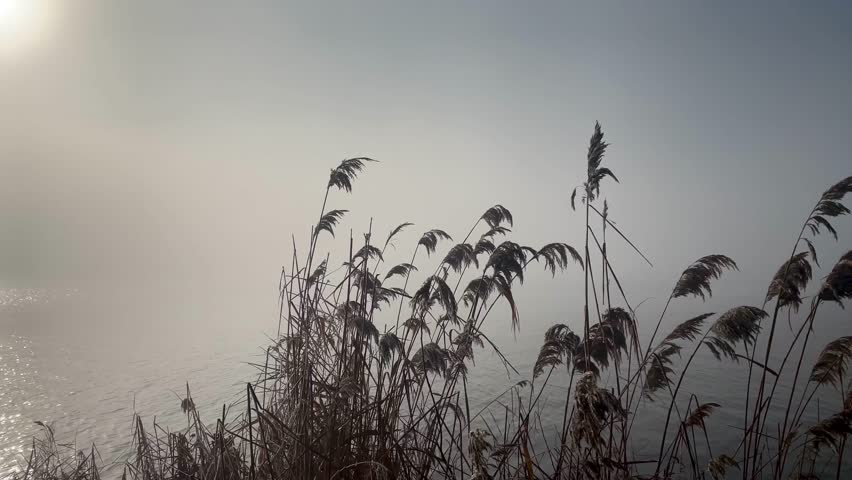 A river merging with fog and reeds against the backdrop of dim sunbeams. Beautiful pond.