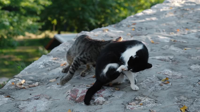 Two street kittens are playing on a pedestrian cobblestone street. A grey tabby cat and his friend a black and white cat are having fun outside on a warm summer evening