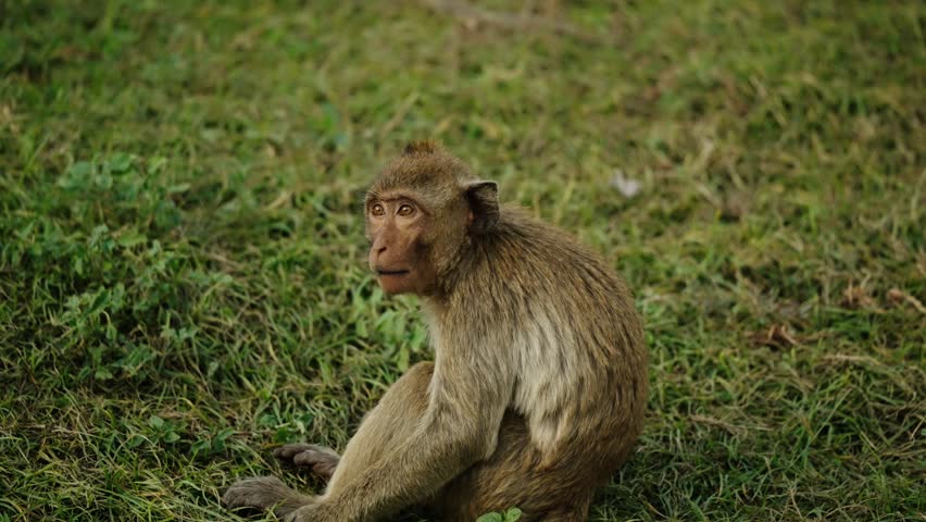 Portrait Of Long-Tailed Macaque Outside Phra Prang Sam Yot Temple In Lopburi, Thailand. Close-up Shot