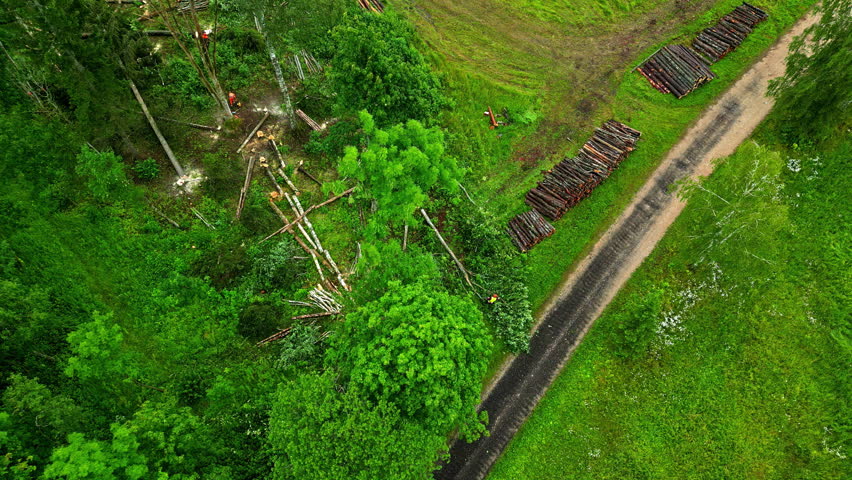 Drone fly workers cutting trees in a rural field, collecting wood for business, exploiting natural resources
