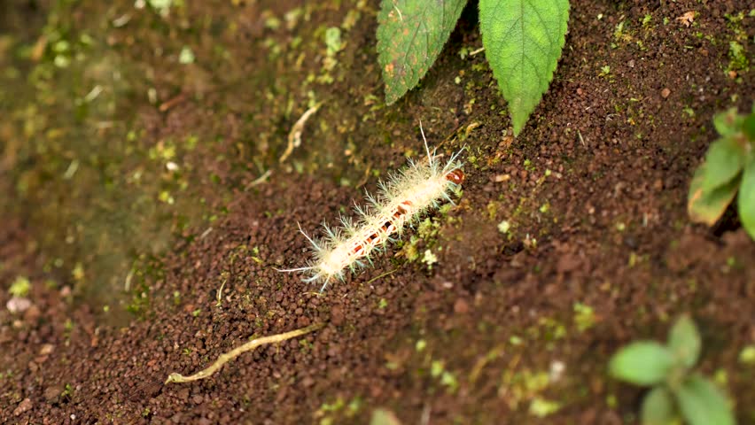 Close-up shot of the venomous Lonomia caterpillar, showing its intricate details and toxic nature. Filmed in the vibrant rainforests of Costa Rica.
