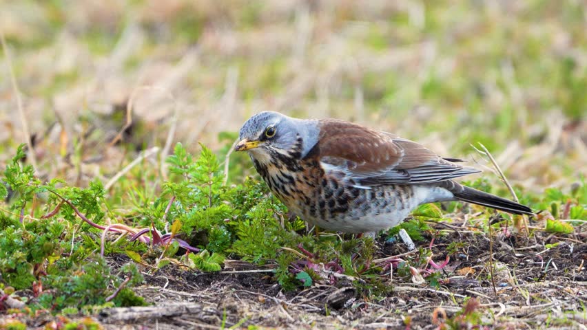 4k slow motion of fieldfare eating earthworms