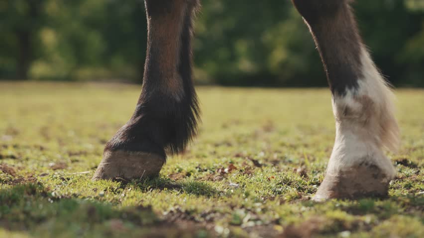 Horse hoofs in a field while grazing grass