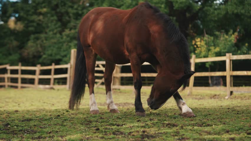 Brown horse grazing in a field