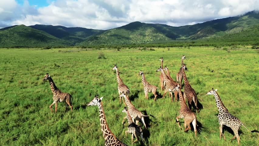 Drone aerial view of the giraffe in the national park