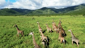 Drone aerial view of the giraffe in the national park - Powered by Shutterstock - Get 15% off with code: PIKWIZARD15