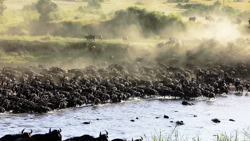 Wild beast migration in Serengeti national Park