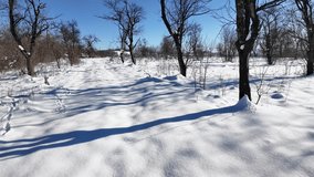 A serene winter landscape blanketed in snow, featuring bare trees casting long shadows under a bright blue sky. The scene exudes calm and highlights the beauty of nature in winter - Powered by Shutterstock - Get 15% off with code: PIKWIZARD15