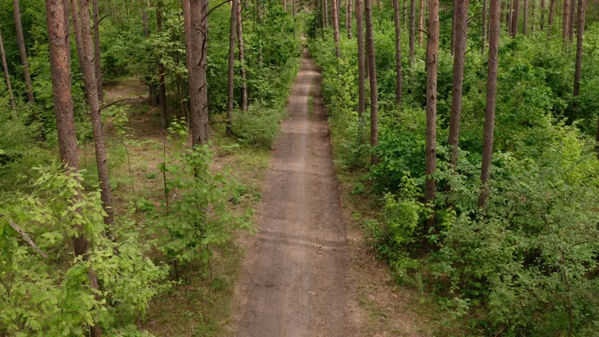 Drone camera view, flight in the pine forest, along the road, camera tilt