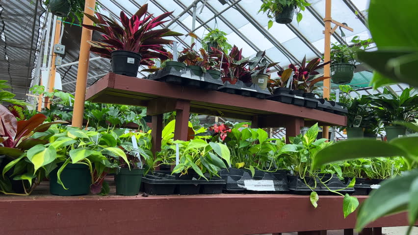 Young woman shopping for plants in outdoor market 4k