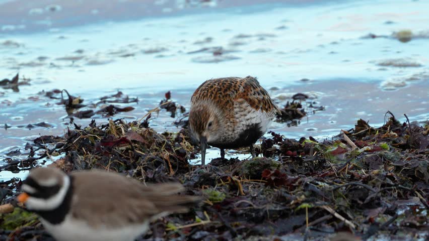High detail footage of dunlin feeding in waterline