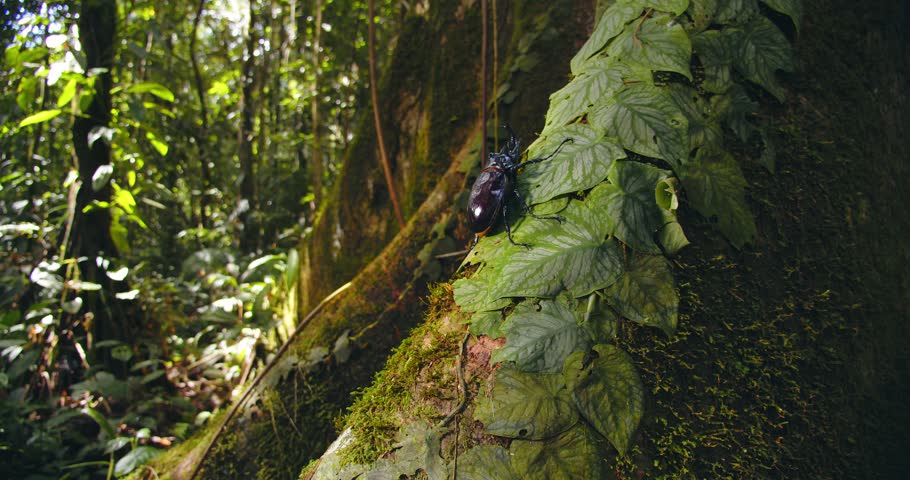 Giant rhinoceros beetle on a tree trunk, with the dense Amazon rainforest filling the background.