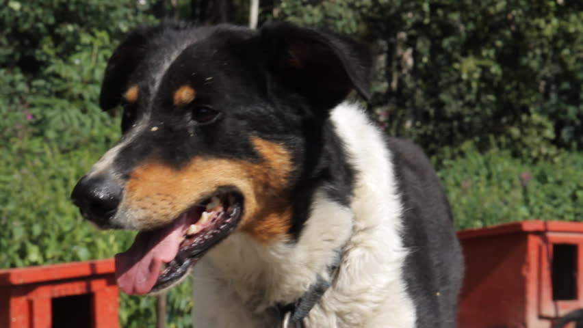 Brown White and Black Dog Turns Head with Tongue Out