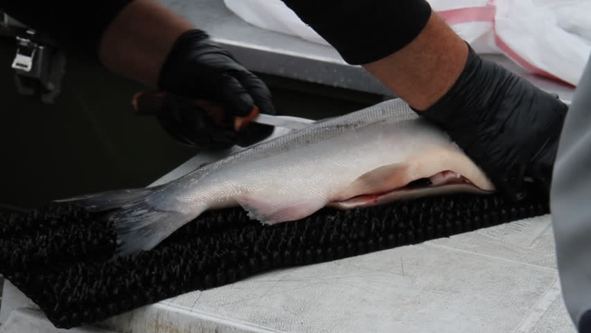 Salmon Fish being Cut Open and Skinned on Fishing Boat