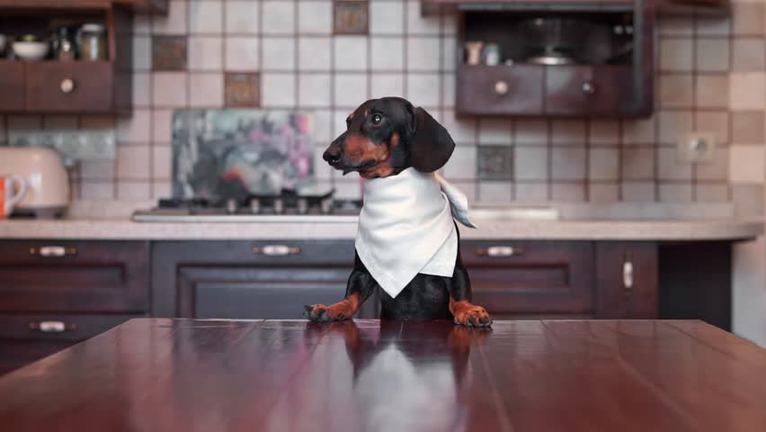 Spoiled dachshund dog sits at mahogany dining table with napkin around his neck barks displeasedly at twaiter bringing food parody of rich pet, butler serving Etiquette training, good dinner manners