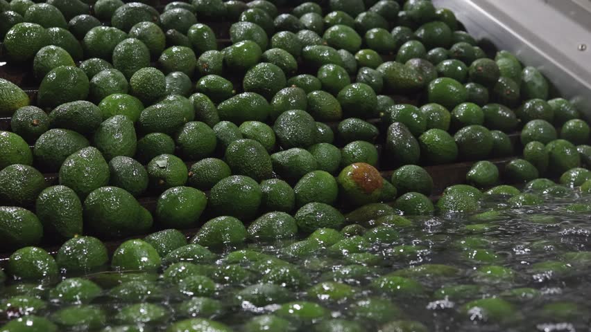 Fresh ripe avocados on washing conveyor processed in packaging facility