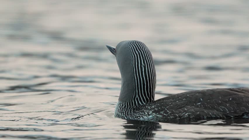 High detail closeup of two red-throated loon swimming