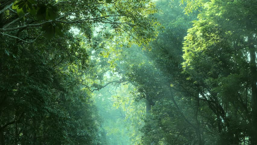 Golden Morning Light Filtering Through Forest Trees