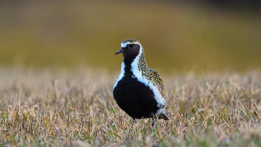 Golden plover in rain, 4k high detail