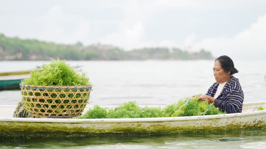 Traditional rural farmer seaweed farming in in southeast Asia, tying seedlings to a rope on farm or plantation, women in aquaculture, Eucheuma cottonii