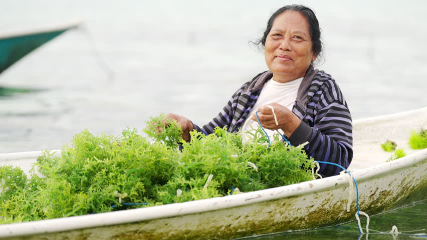 Portrait of smiling seaweed farmer in Nusa lembongan, Bali, Indonesia, on farm or plantation, traditional farming in rural southeast Asia