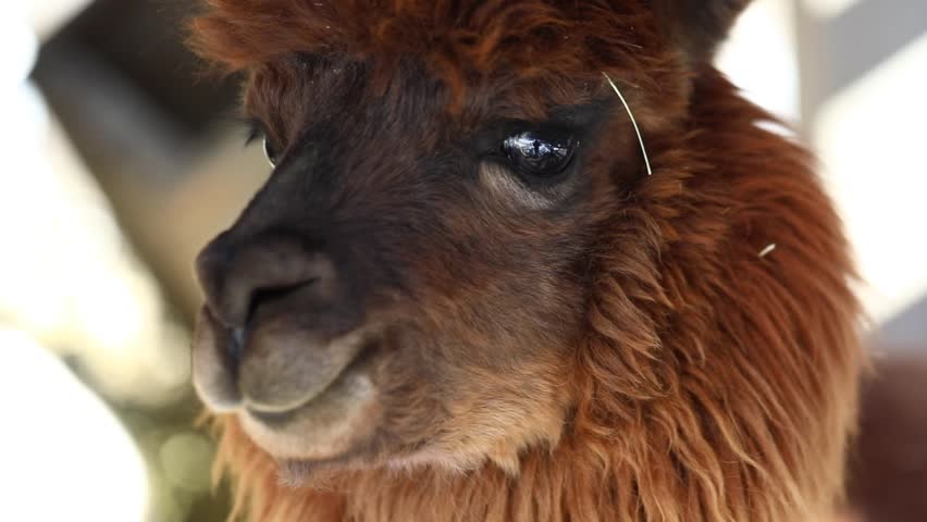smiling alpaca portrait, llama, alpaca farm, funny animals