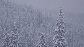 Snow-covered evergreen trees in winter forest - Powered by Shutterstock - Get 15% off with code: PIKWIZARD15