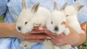 girl walking in park with basket and easter products inside.woman playing with bunny rabbit. female with white ribbon in hair and blue dress.blossom tree in background,green grass. spring is coming. - Powered by Shutterstock - Get 15% off with code: PIKWIZARD15