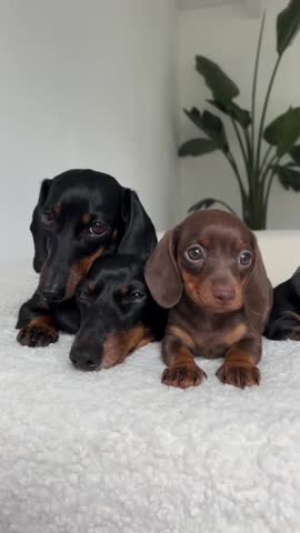 Sweet Family of Dachshund Dogs Resting on a Soft Bed.
