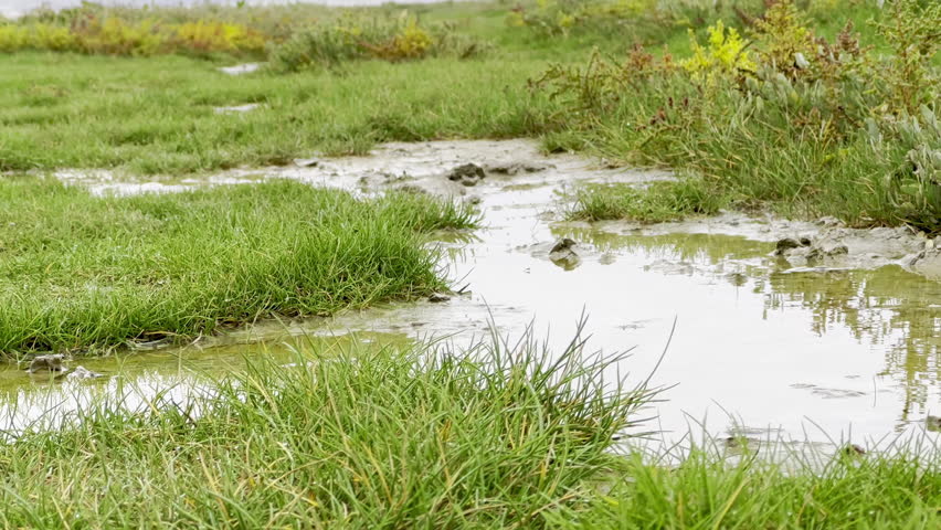 Wide open marshland of Authie Bay near Berck, France, in autumn, showcasing a serene natural landscape with sandy paths, grassy dunes, and an overcast sky