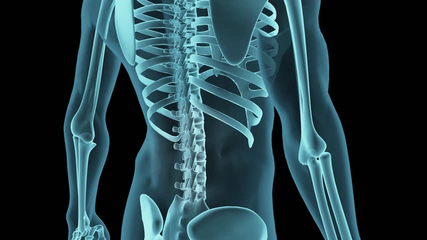 Medical 3D visualization of a human spine with emphasis on lower back pain. Great for healthcare, chiropractic, and orthopedic applications. Includes luma matte.