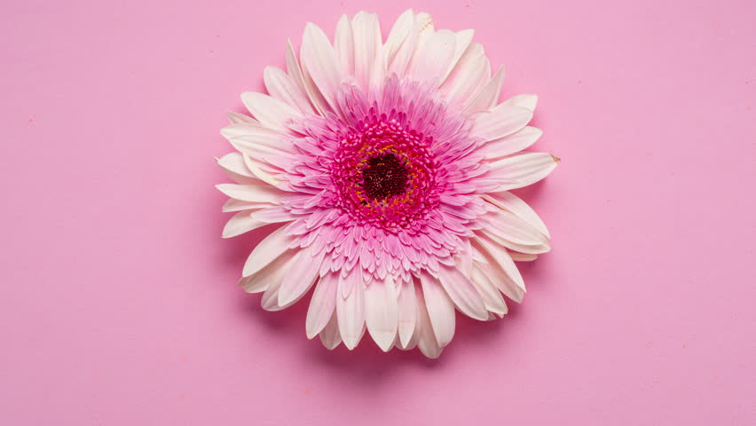 Stop motion video of spinning pink gerbera flower close up on a pink background.