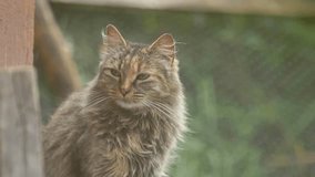 A close-up of a curious cat with yellow hair, its bright brown and beige fur glowing. The bokeh background enhances its focused gaze, showcasing the beauty and mystery of this feline moment. - Powered by Shutterstock - Get 15% off with code: PIKWIZARD15