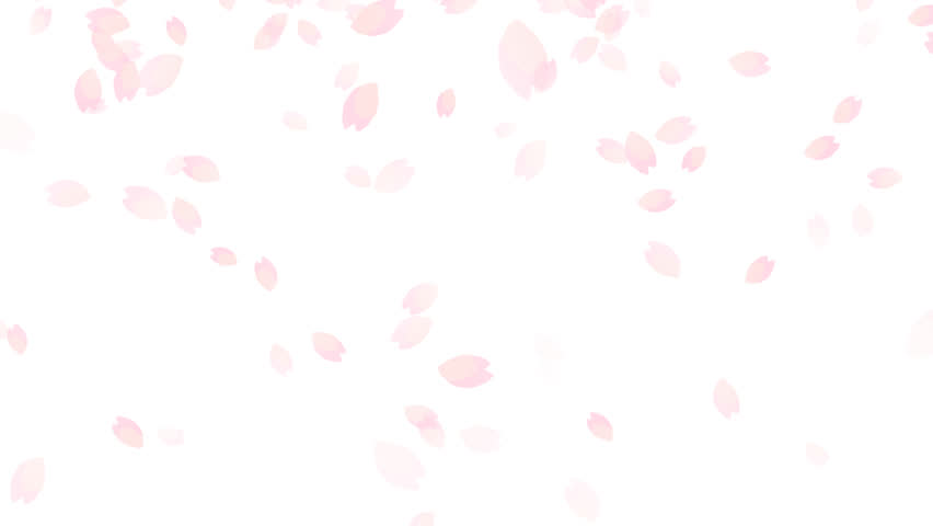 Cherry blossom petals fluttering wildly loop animation, watercolor 
 hand drawing 