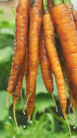 fresh harvested carrots vertical video. small local farming, organic vegetables. healthy food, vegetable box delivery vertical cloe up video. 