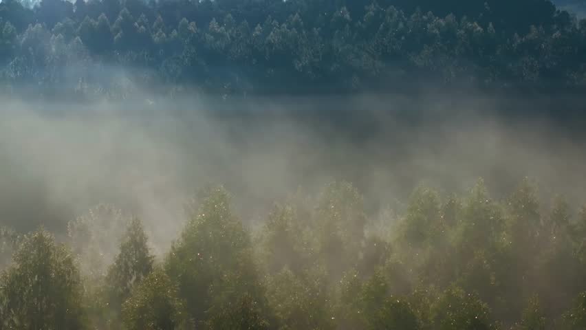 Foggy Forest In The Early Morning. - aerial shot