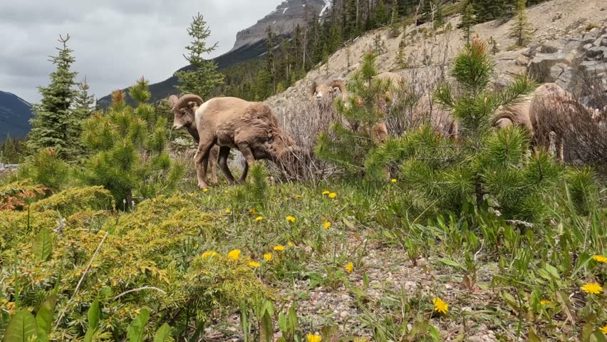 Low angle closeup footage of Bighorn Sheep grazing in the Canadian Rockies National Park, Jasper. One bighorn touches the lens with its muzzle. The majority of individuals are male. It is a dry day.