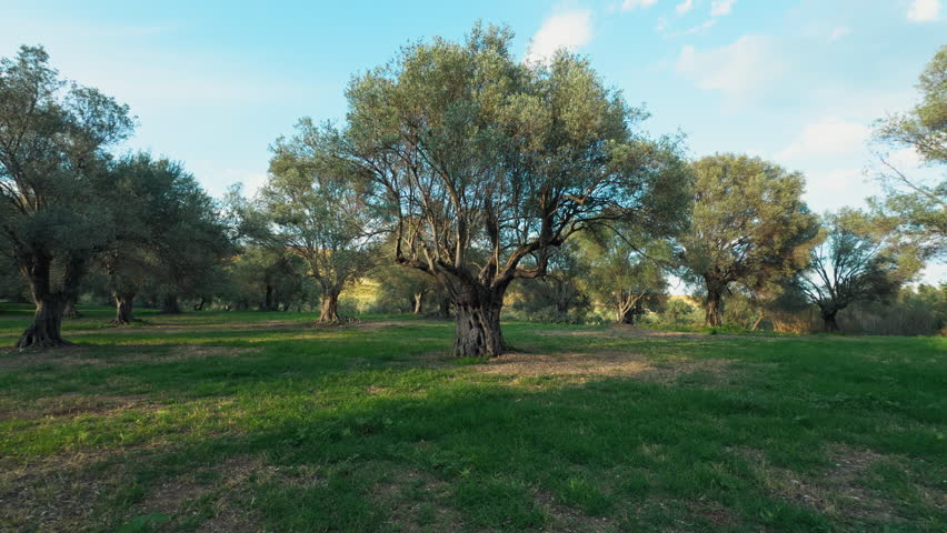 Italian olive field under blue sky 
