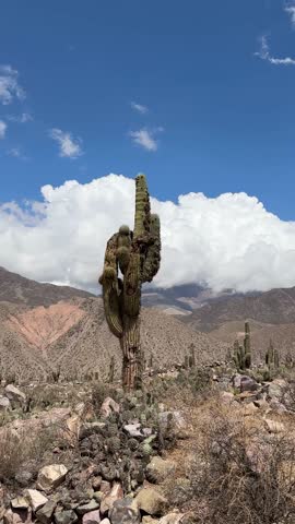 Pucara Tilcara Argentina Cactus Desert 4K Vertical